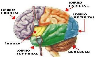 lobuls cervell